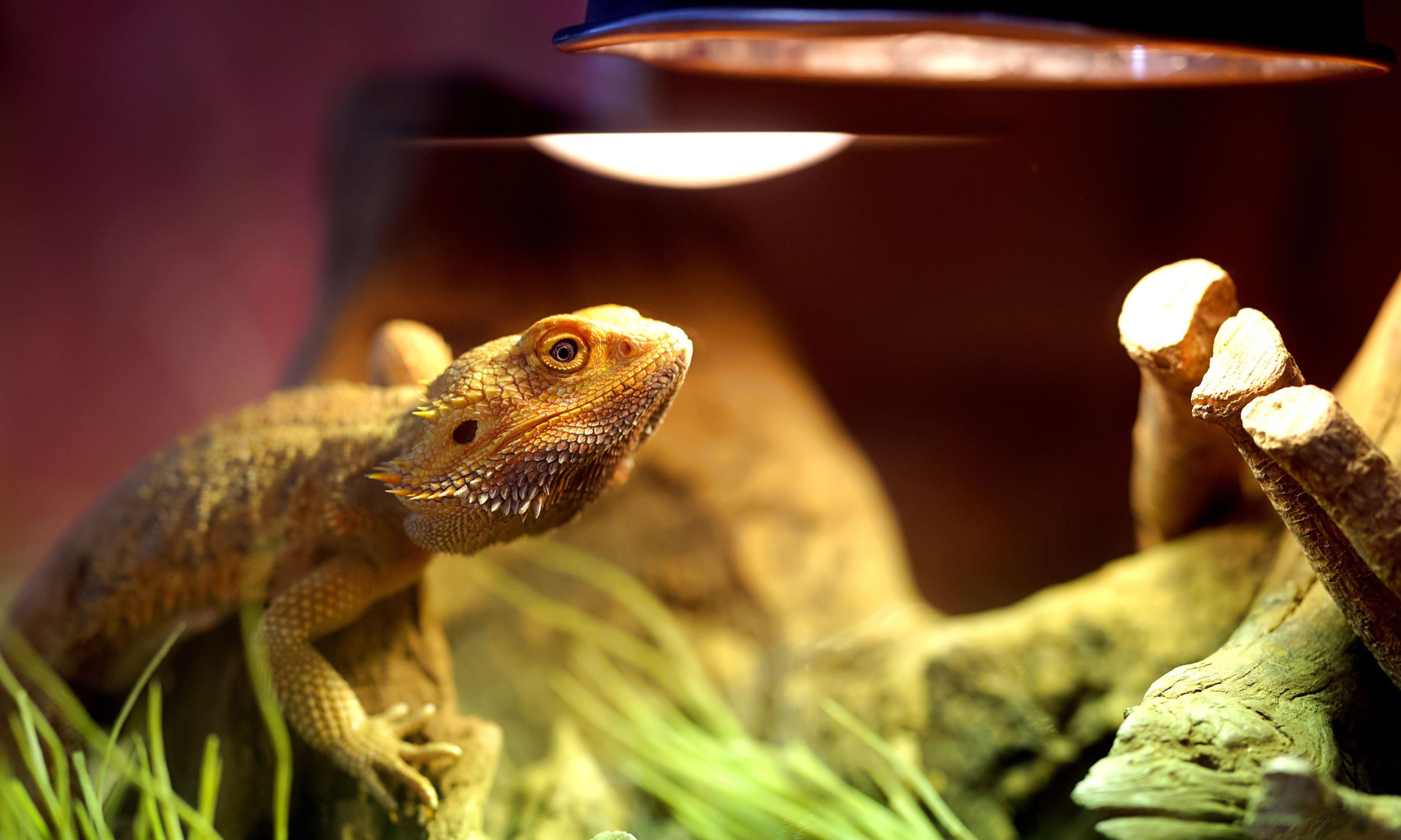 Le dragon barbu est l'une des espèces recommandées pour les débutants. ©mathisprod, Adobe Stock
